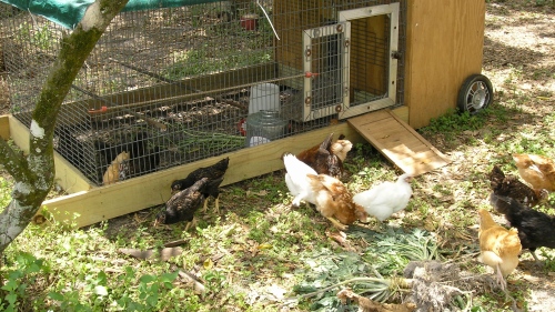 Our rolling "Chicken Tractor" was their temporary home befor I built their luxury coop called "Starclucks"...
